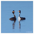 Great Crested Grebe (Podiceps cristatus) in the "Lake Hornborga" Nature reserve, Sweden