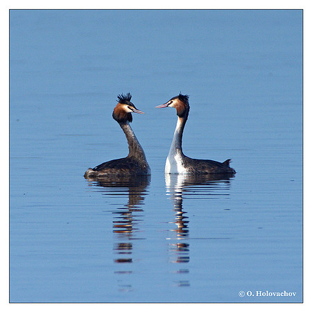 Great Crested Grebe (Podiceps cristatus) in the "Lake Hornborga" Nature reserve, Sweden
