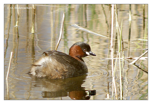 Little Grebe (Tachybaptus ruficollis) in the park in Stockholm, Sweden