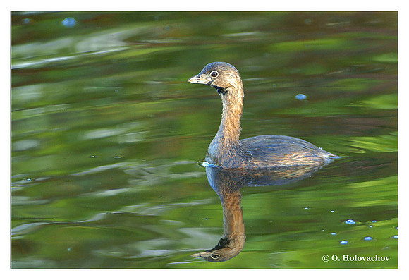 Pied-billed Grebe (Podilymbus podiceps) in the Merritt Island National Wildlife Refuge