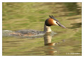 Great Crested Grebe (Podiceps cristatus) in the Bourgoyen-Ossemeersen reserve, Belgium
