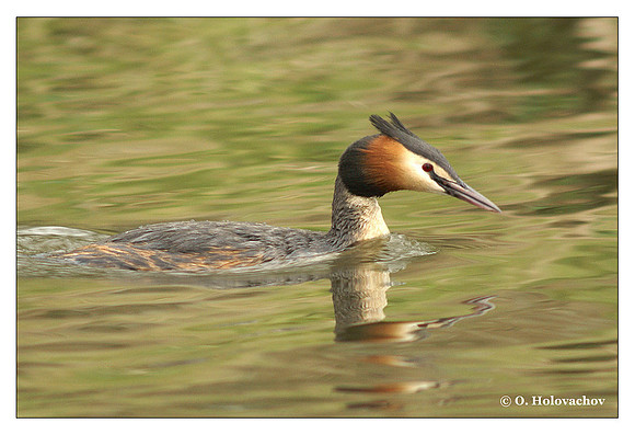 Great Crested Grebe (Podiceps cristatus) in the Bourgoyen-Ossemeersen reserve, Belgium