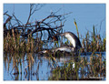 Great Crested Grebe (Podiceps cristatus) in the "Lake Hornborga" Nature reserve, Sweden