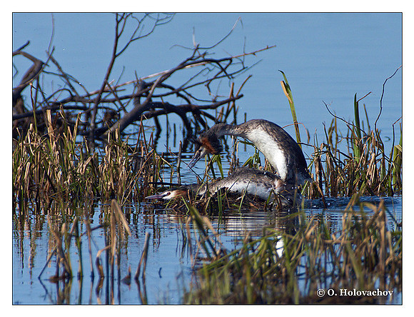 Great Crested Grebe (Podiceps cristatus) in the "Lake Hornborga" Nature reserve, Sweden