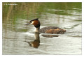 Great Crested Grebe (Podiceps cristatus) in the Bourgoyen-Ossemeersen reserve, Belgium