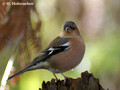Chaffinch (Fringilla coelebs) in the Rainbow Springs Nature Park in Rotorua
