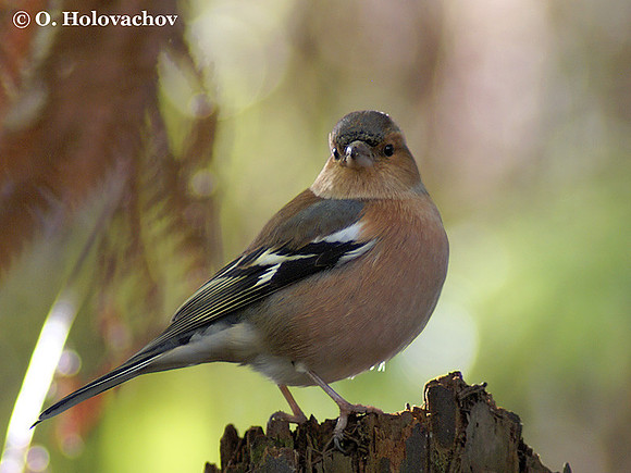 Chaffinch (Fringilla coelebs) in the Rainbow Springs Nature Park in Rotorua