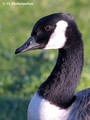Canada Goose (Branta canadensis) at the Lake Rotorua