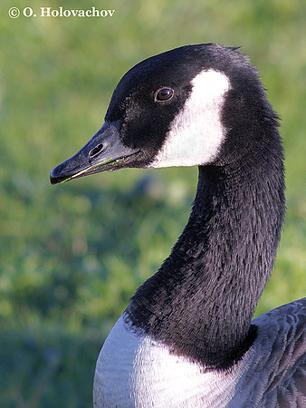 Canada Goose (Branta canadensis) at the Lake Rotorua