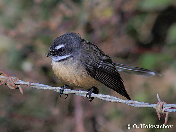 Fantail (Rhipidura fuliginosa) near Waitomo
