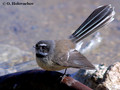 Fantail (Rhipidura fuliginosa) in the Wai-O-Tapu