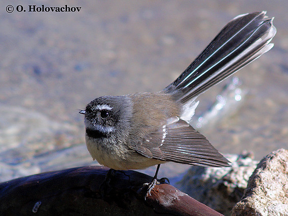 Fantail (Rhipidura fuliginosa) in the Wai-O-Tapu