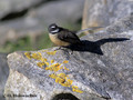 Fantail (Rhipidura fuliginosa) near Waitomo