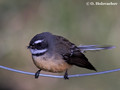 Fantail (Rhipidura fuliginosa) near Waitomo