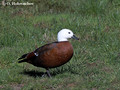 Female Paradise Shelduck (Tadorna variegata) near Waitomo