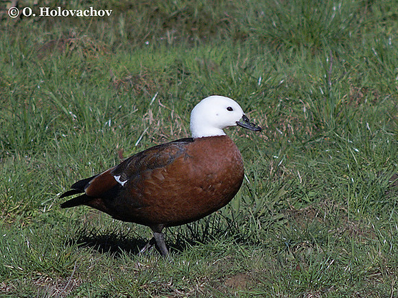 Female Paradise Shelduck (Tadorna variegata) near Waitomo