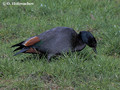 Male Paradise Shelduck (Tadorna variegata) near Waitomo