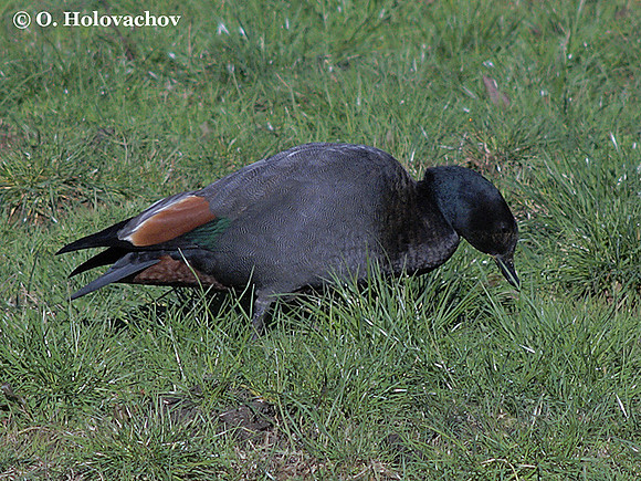 Male Paradise Shelduck (Tadorna variegata) near Waitomo