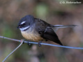 Fantail (Rhipidura fuliginosa) near Waitomo
