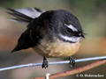 Fantail (Rhipidura fuliginosa) near Waitomo
