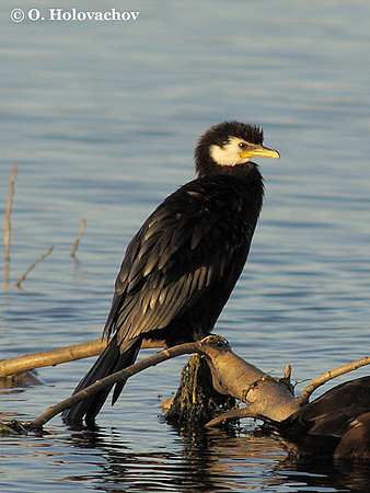 Little Shag (Phalacrocorax melanoleucos) at the Lake Rotorua