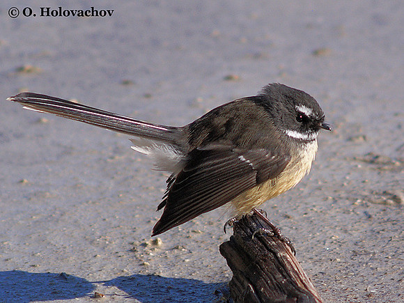 Fantail (Rhipidura fuliginosa) in the Wai-O-Tapu