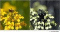 Barbarea vulgaris in visible (left) and reflected UV (right)