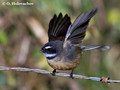 Fantail (Rhipidura fuliginosa) near Waitomo