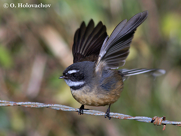 Fantail (Rhipidura fuliginosa) near Waitomo