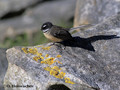 Fantail (Rhipidura fuliginosa) near Waitomo