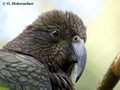 Kea (Nestor notabilis) in the Rainbow Springs Nature Park in Rotorua