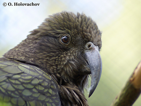 Kea (Nestor notabilis) in the Rainbow Springs Nature Park in Rotorua