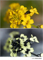 Barbarea vulgaris in visible (top) and reflected UV (bottom)