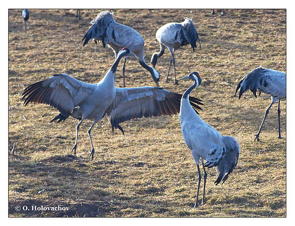 Common crane (Grus grus) in the "Lake Hornborga" Nature reserve, Sweden