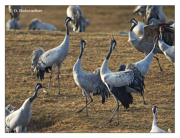 Common crane (Grus grus) in the "Lake Hornborga" Nature reserve, Sweden