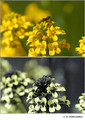 Barbarea vulgaris in visible (top) and reflected UV (bottom)