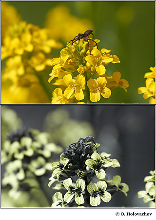 Barbarea vulgaris in visible (top) and reflected UV (bottom)