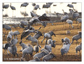 Common crane (Grus grus) in the "Lake Hornborga" Nature reserve, Sweden