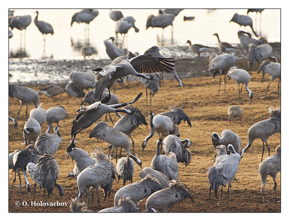 Common crane (Grus grus) in the "Lake Hornborga" Nature reserve, Sweden