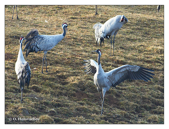 Common crane (Grus grus) in the "Lake Hornborga" Nature reserve, Sweden