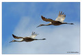 Sandhill Crane (Grus canadensis) in the Paynes Prairie Preserve State Park