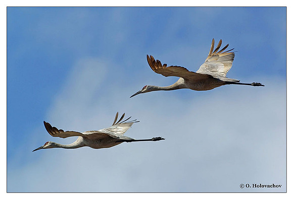 Sandhill Crane (Grus canadensis) in the Paynes Prairie Preserve State Park