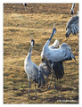 Common crane (Grus grus) in the "Lake Hornborga" Nature reserve, Sweden