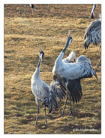 Common crane (Grus grus) in the "Lake Hornborga" Nature reserve, Sweden