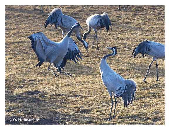 Common crane (Grus grus) in the "Lake Hornborga" Nature reserve, Sweden