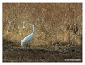 Whooping Crane (Grus americana) in the Paynes Prairie Preserve State Park