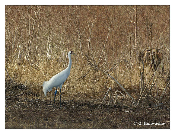 Whooping Crane (Grus americana) in the Paynes Prairie Preserve State Park