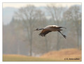 Common crane (Grus grus) in the "Lake Hornborga" Nature reserve, Sweden