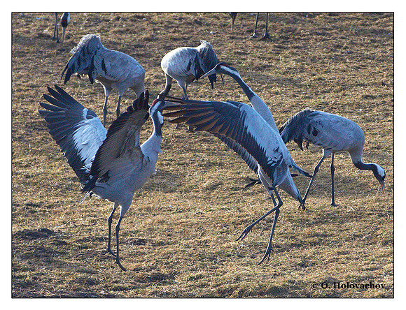 Common crane (Grus grus) in the "Lake Hornborga" Nature reserve, Sweden