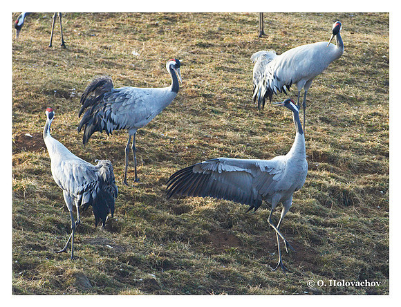 Common crane (Grus grus) in the "Lake Hornborga" Nature reserve, Sweden